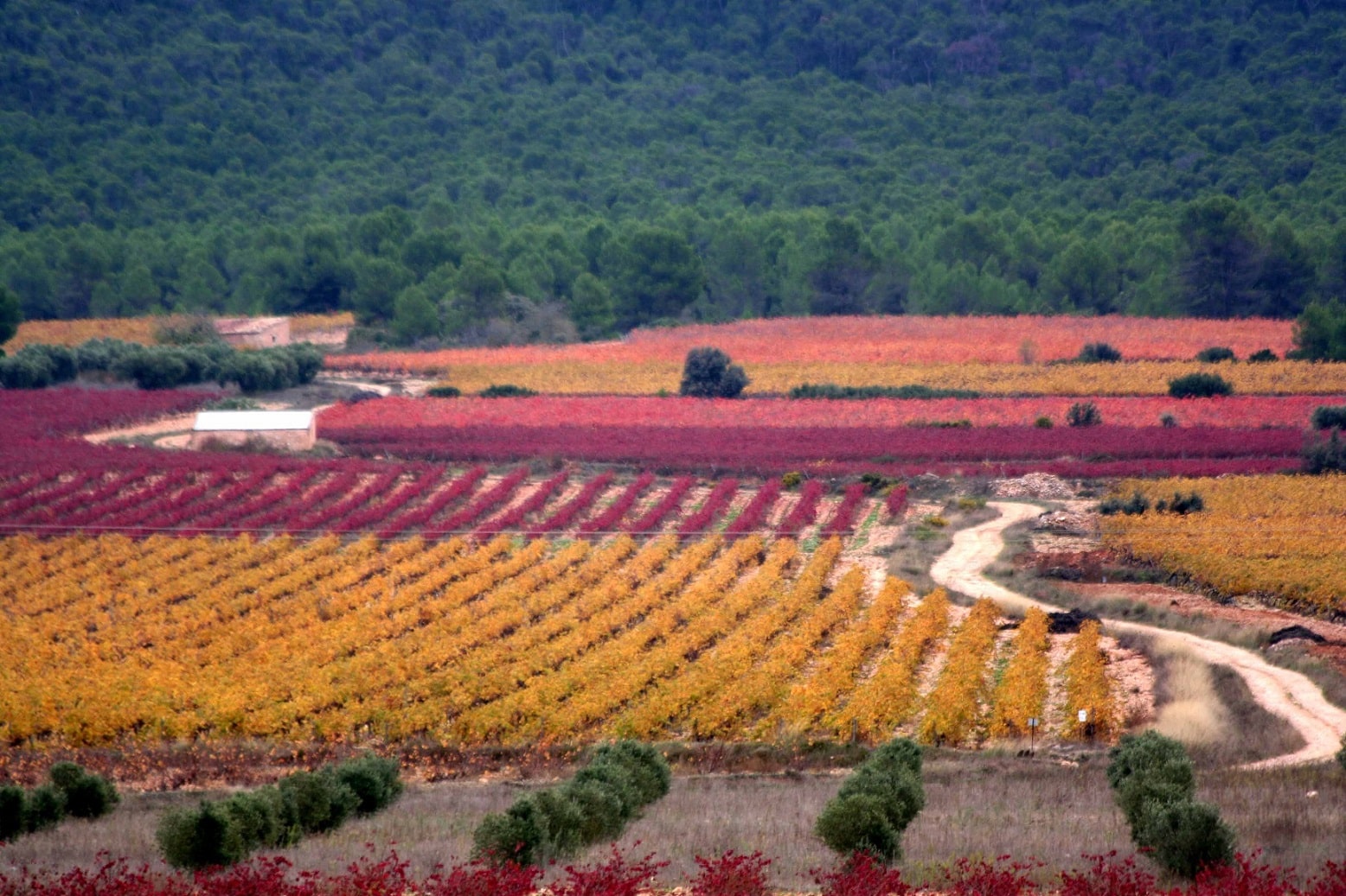 Foto del Registro Civil de Fontanars dels Alforins